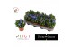 Gentiana scabra rocky diamond blue heart 