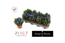Gentiana scabra rocky diamond blue heart