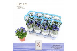 Gentiana scabra rocky diamond blue heart DolcAmore® Easy Pack