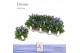 Gentiana scabra rocky diamond blue heart DolcAmore® Steeketiket 