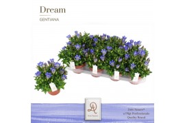 Gentiana scabra rocky diamond blue heart DolcAmore® Steeketiket