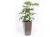 Schefflera actinophylla amate in piza pot taupe 
