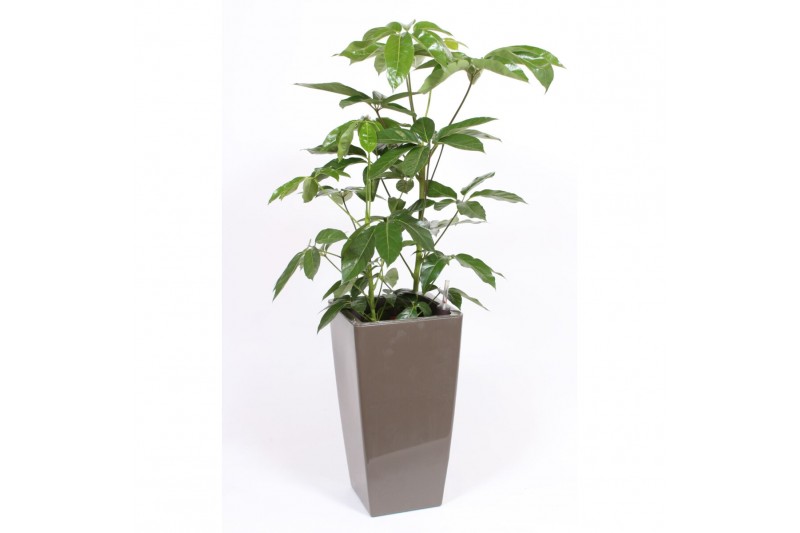Schefflera actinophylla amate in piza pot taupe Schefflera actinophylla amate in piza pot taupe