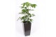 Schefflera actinophylla amate in piza pot antraciet 