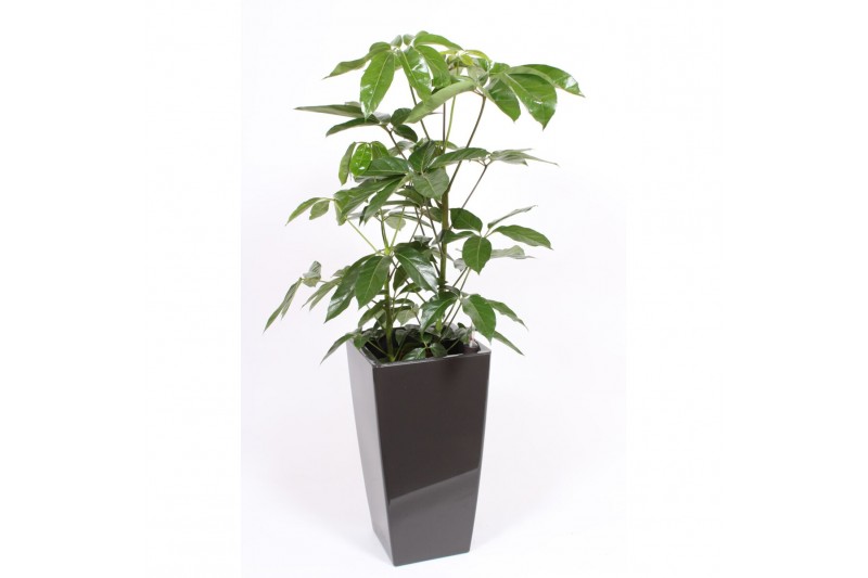 Schefflera actinophylla amate in piza pot antraciet Schefflera actinophylla amate in piza pot antraciet