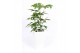 Schefflera actinophylla amate in piza pot wit 
