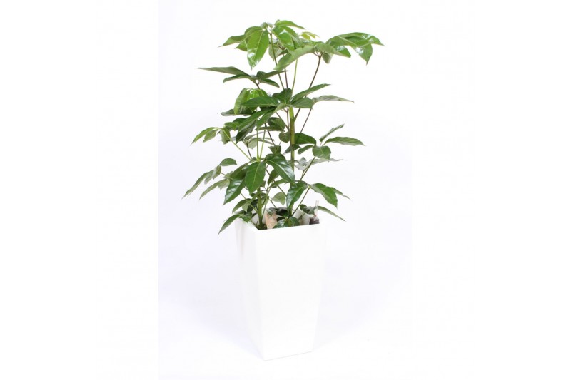 Schefflera actinophylla amate in piza pot wit Schefflera actinophylla amate in piza pot wit