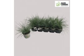 Festuca ovina