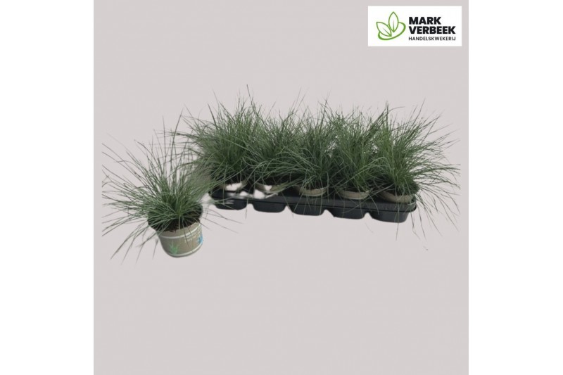 Festuca ovina 