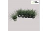 Festuca ovina