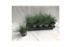 Festuca ovina 