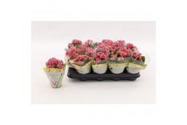 Kalanchoe calandiva weaver