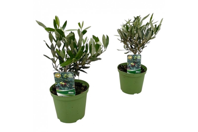 Olea europaea 