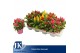 Celosia argentea plumosa grp kelos fire mix 