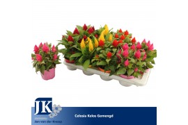 Celosia argentea plumosa grp kelos fire mix