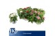 Pentas lanceolata graffiti mix Pentas gemengd 