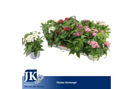 Pentas lanceolata graffiti mix Pentas gemengd