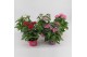 Pentas lanceolata graffiti mix Pentas gemengd 