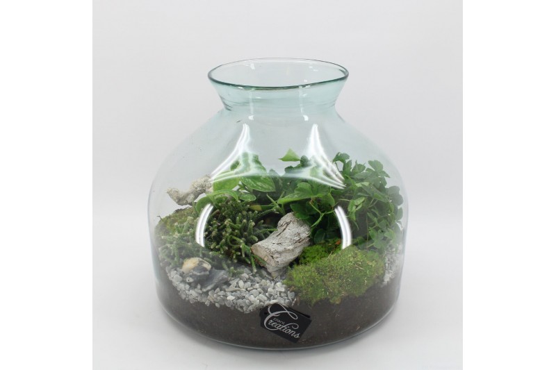 Arrangementen kamerplanten GRCR-2554 Green Essentials Terrarium 3 pp Arrangementen kamerplanten GRCR-2554 Green Essentials Terrarium 3 pp