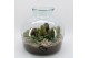 Arrangementen cactus CTCR-2507 Cactus Essentials Terrarium 6 pp 
