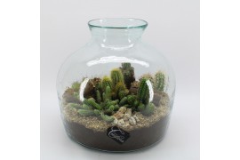 Arrangementen cactus CTCR-2507 Cactus Essentials Terrarium 6 pp