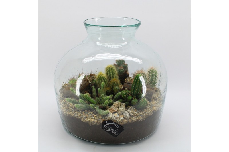 Arrangementen cactus CTCR-2507 Cactus Essentials Terrarium 6 pp Arrangementen cactus CTCR-2507 Cactus Essentials Terrarium 6 pp