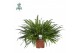 Nephrolepis exaltata green lady Air So Pure 
