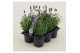 Lavandula angustifolia ardèche blue angustifolia in 6-pack 