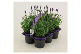 Lavandula angustifolia ardèche blue angustifolia in 6-pack