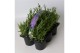 Lavandula angustifolia ardèche blue angustifolia in 6-pack 