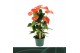 Anthurium andr. Florida 5 bl. 