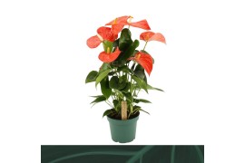 Anthurium andr. Florida 5 bl.