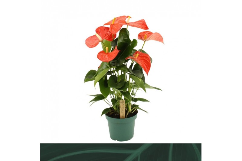 Anthurium andr. Florida 5 bl. 