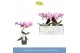 Phalaenopsis 1 tak 