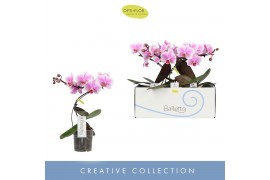Phalaenopsis 1 tak