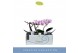 Phalaenopsis 1 tak 