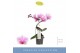 Phalaenopsis 1 tak 
