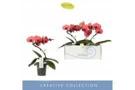 Phalaenopsis oranje 1 tak balletto orange