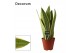Sansevieria trifasciata white snow decorum 