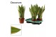 Sansevieria trifasciata white snow decorum 
