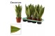 Sansevieria trifasciata white snow decorum 