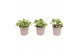 Verbena lascar white Verbena wit 