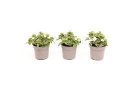 Verbena lascar white Verbena wit