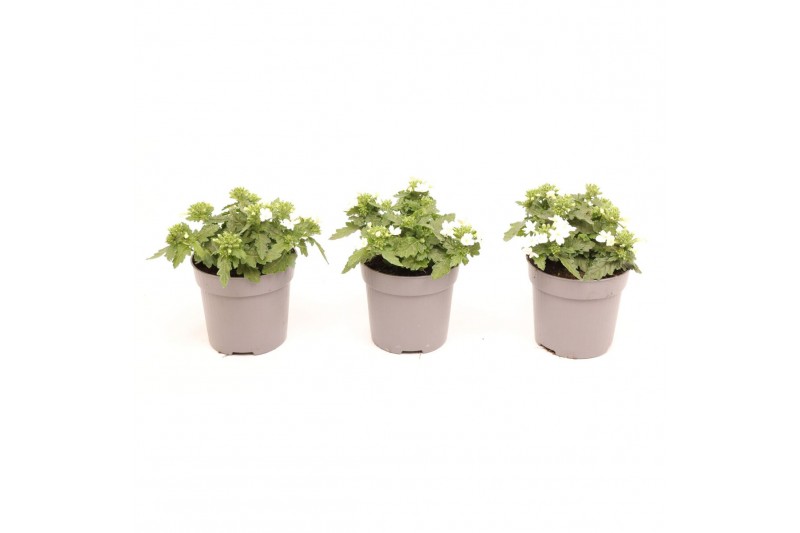 Verbena lascar white Verbena wit 