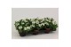 Verbena lascar white Verbena wit 