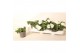 Verbena lascar white Verbena wit 