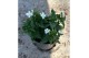 Verbena lascar white Verbena wit 
