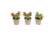 Verbena lascar red Verbena rood 