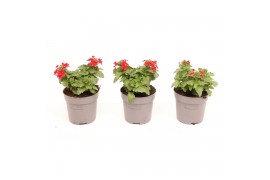 Verbena lascar red Verbena rood