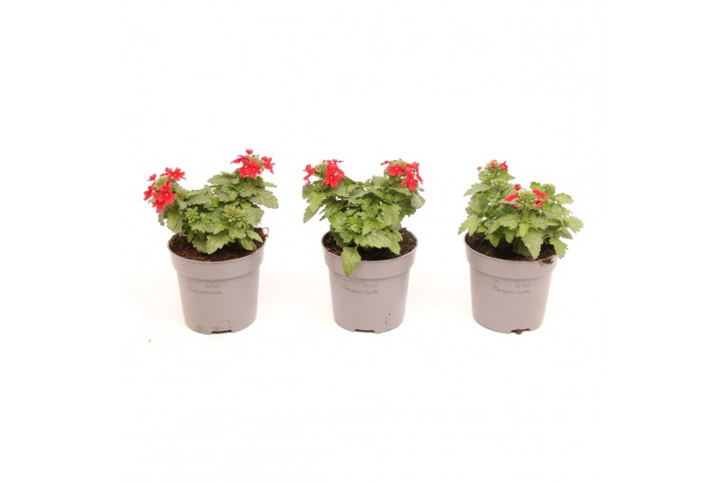 Verbena lascar red Verbena rood 
